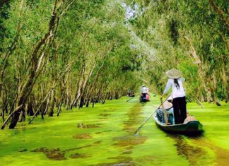 Khám phá vẻ đẹp tự nhiên tuyệt vời tại Rừng Tràm Trà Sư Khám phá vẻ đẹp tự nhiên tuyệt vời tại Rừng Tràm Trà Sư