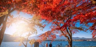 Vẻ đẹp thơ mộng đầy lãng mạn của hồ Kawaguchi nổi tiếng Nhật Bản